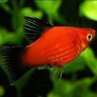 Peixe Platy Colorido - Beleza e Alegria para Seu Aquário!