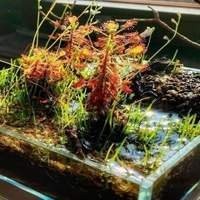 Venda de mudas de Plantas Carnívoras
