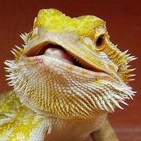 Produtos para Répteis