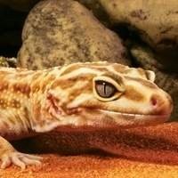 Lâmpada de Cerâmica para Aquecimento de Répteis