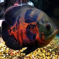 Comprar Peixes Oscar - Elegância e Majestade Aquática para Seu Aquário!