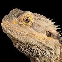 Venda de Filhotes de Dragão Barbudo Pogona Legalizada | Compre Agora na Nossa Loja de Animais Exóticos