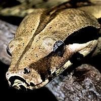 Venda de Cobras Jiboias Legalizadas | Criadouro de Répteis