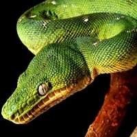 Corallus Caninus Legalizada