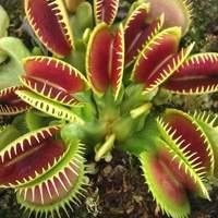 Plantas Carnívoras à Venda - Adquira Exemplares Únicos para o Seu Jardim!