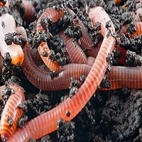 Minhoca Californiana Alimento Vivo - Nutrição Natural e Vitalidade para seus Animais!