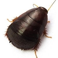 Barata de Suriname - Alimento Vivo de Qualidade para Répteis