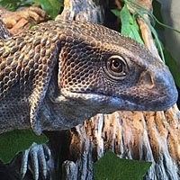 Varanus exanthematicus Legalizado
