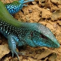 Ameiva Legalizado
