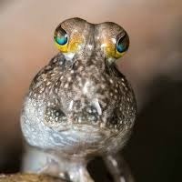 Mudskipper