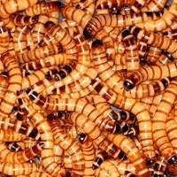 Comprar Tenébrios Gigantes | Tenébrio molitor | Grilos